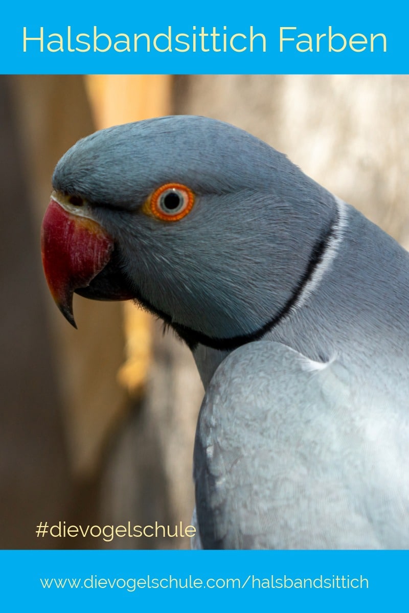 Halsbandsittich grau