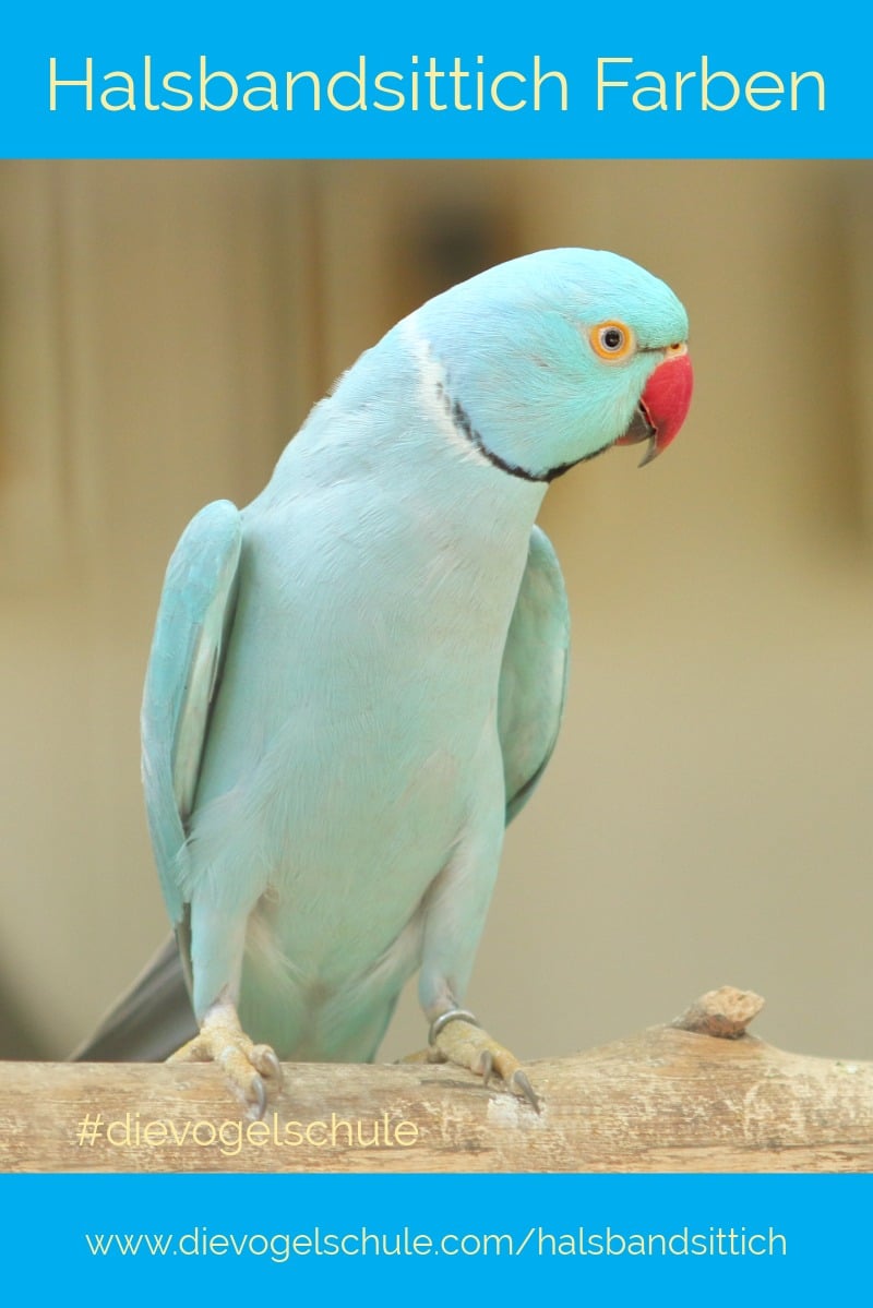 Halsbandsittich blau aqua