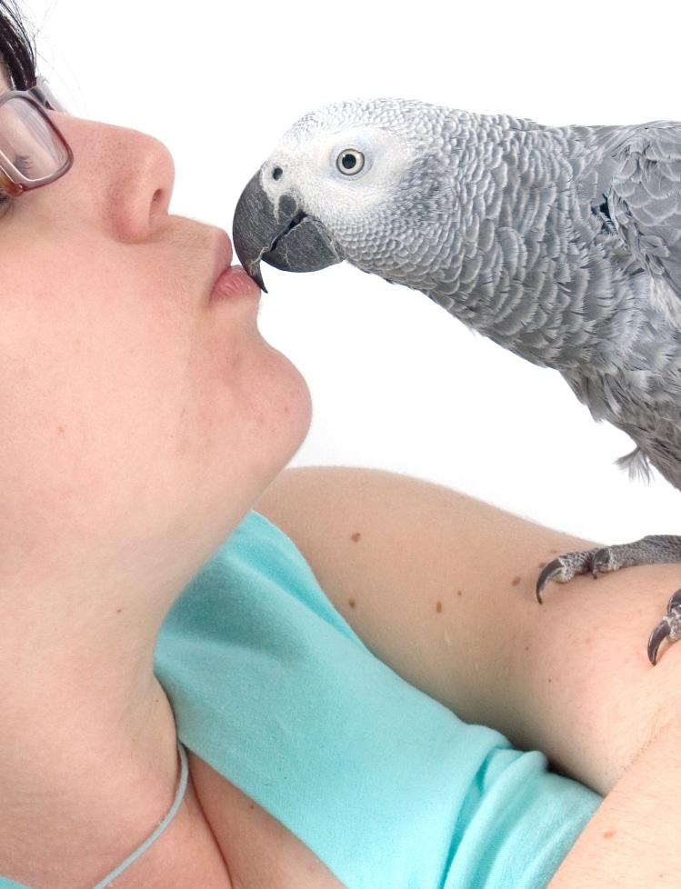 Graupapagei Training Graupapagei Training