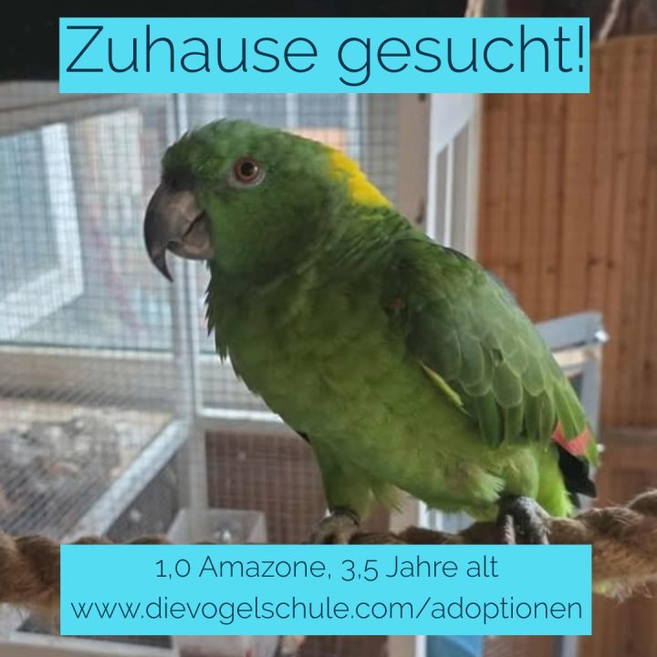 1,0 Amazone abzugeben - Coco, 3,5 Jahre alt