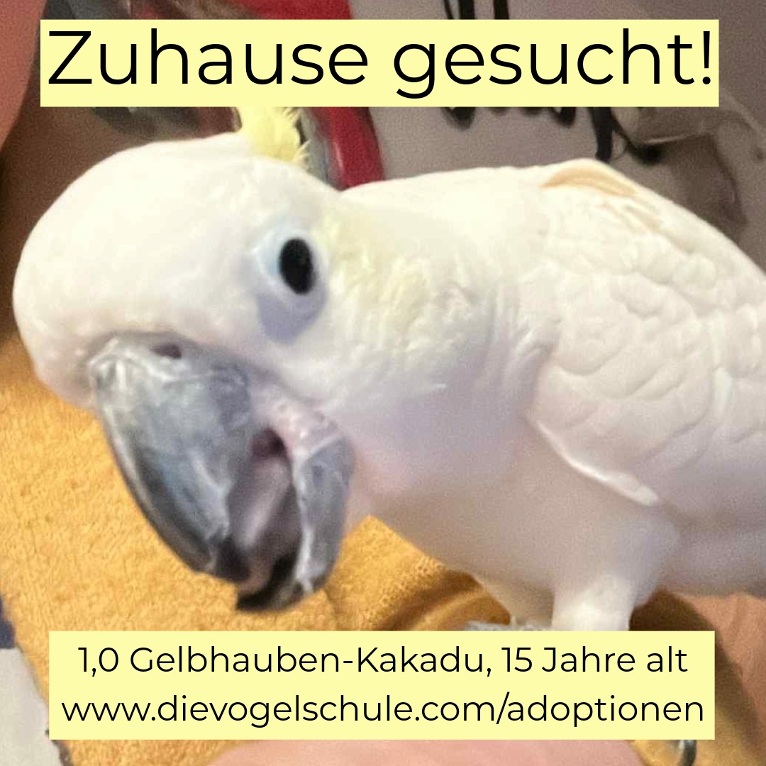 Gelbhauben-Kakadu-abzugeben