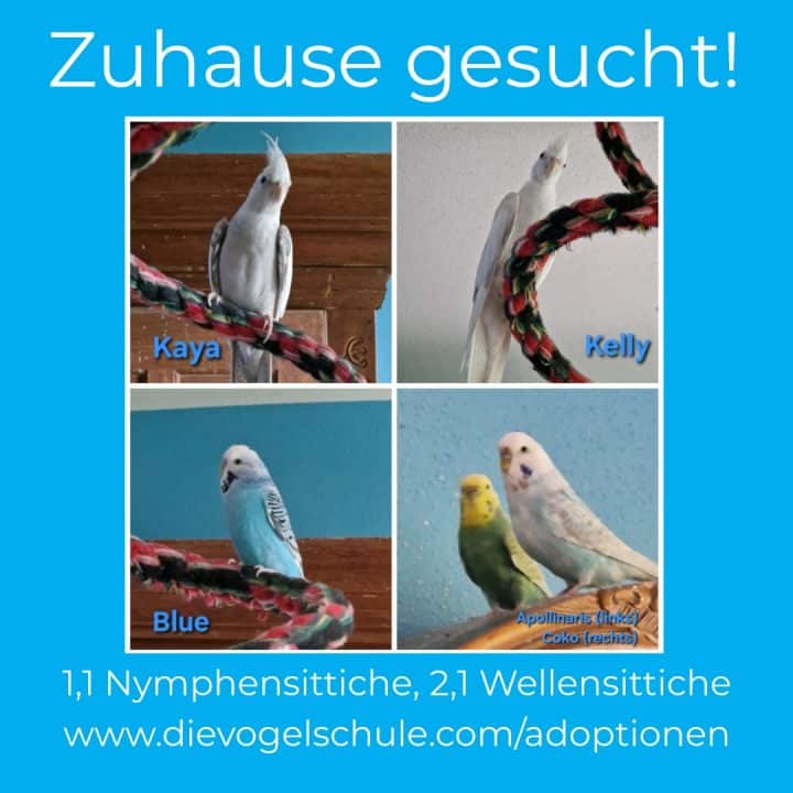 Nymphensittiche Wellensittiche zu verschenken