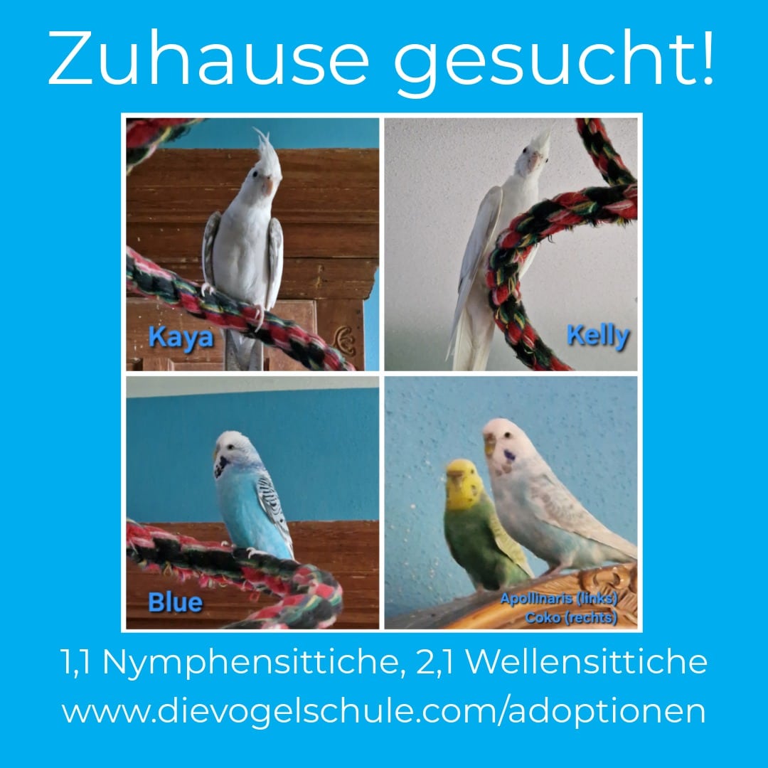 Nymphensittiche Wellensittiche zu verschenken