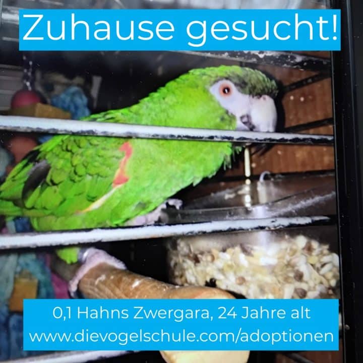 Hahns Zwergara Papagei zu verschenken