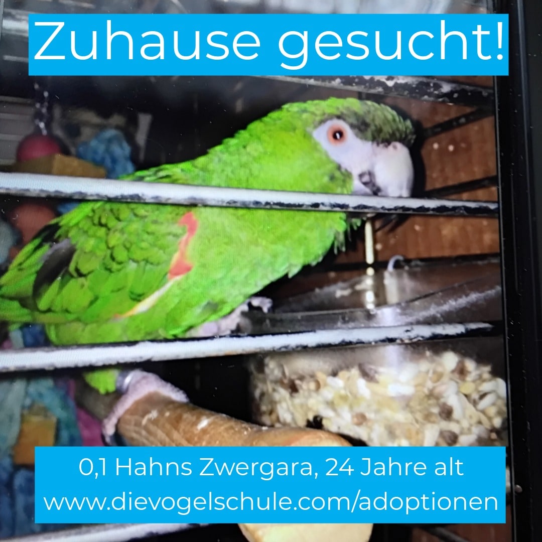 Hahns Zwergara Papagei zu verschenken