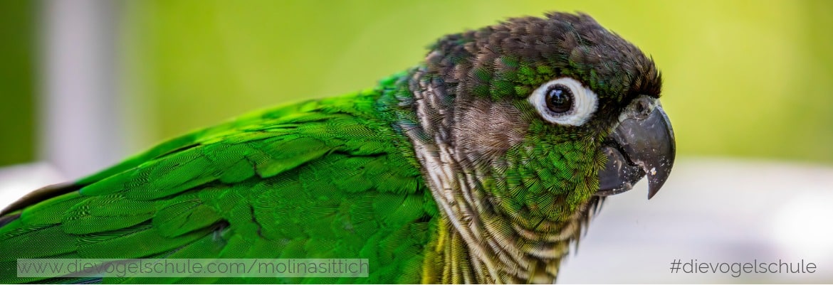 Placeholder Select Dynamic field